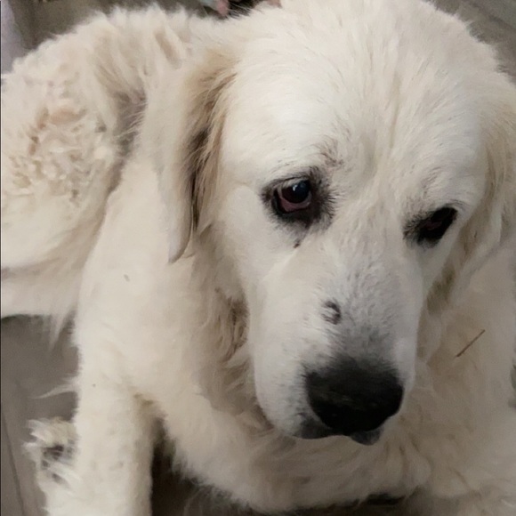 Meet your Posher, Ethan - Picture 1 of 1